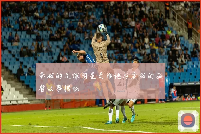 养猫的足球明星是谁他与爱猫的温馨故事揭秘